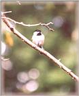 Chickadees - chickadee09.jpg