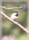 Chickadees - chickadee10.jpg