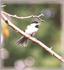 Chickadees - chickadee11.jpg