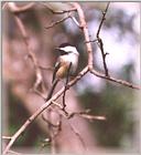 Chickadees - chickadee12.jpg