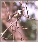 Chickadees - chickadee13.jpg