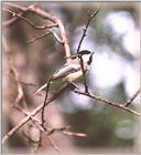 Chickadees - chickadee14.jpg