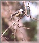 Chickadees - chickadee15.jpg