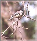 Chickadees - chickadee16.jpg