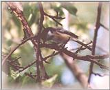 Chickadees - chickadee18.jpg