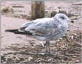 Gulls - gull03.jpg