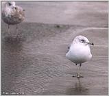 Gulls - gull04.jpg