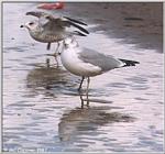 Gulls - gull06.jpg