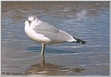 Gulls - gull08.jpg