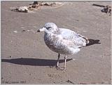 Gulls - gull09.jpg