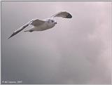 Gulls - gull11.jpg