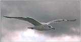 Gulls - gull12.jpg