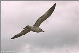 Gulls - gull13.jpg