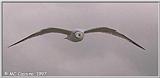 Gulls - gull14.jpg