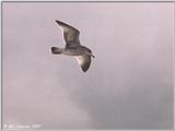 Gulls - gull15.jpg