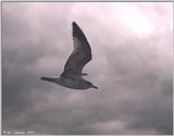 Gulls - gull17.jpg
