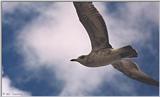 Gulls - gull18.jpg