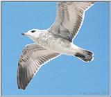 Gulls - gull19.jpg