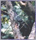 Back Yard Birds - rock dove02.jpg (pigeon)