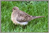 Back Yard Birds - Young Mourning Dove - ydove.jpg