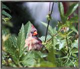 July Birds -- cardinals --> Northern Cardinal