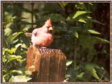 July Birds -- cardinals --> Northern Cardinal