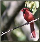 July Birds -- cardinals --> Northern Cardinal