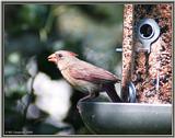 July Birds -- cardinals --> Northern Cardinal