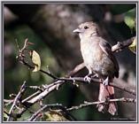 July Birds -- cardinals --> Northern Cardinal