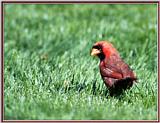 July Birds -- cardinals --> Northern Cardinal