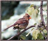 July Birds -- cardinals --> Northern Cardinal