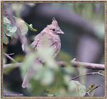 July Birds -- cardinals --> Northern Cardinal