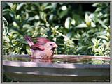 July Birds -- cardinals --> Northern Cardinal