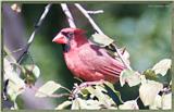 July Birds -- cardinals --> Northern Cardinal