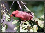 July Birds -- cardinals --> Northern Cardinal