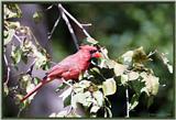 July Birds -- cardinals --> Northern Cardinal