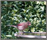 July Birds -- cardinals --> Northern Cardinal