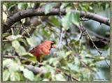 July Birds -- cardinals --> Northern Cardinal