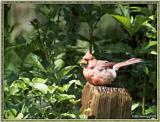 July Birds -- cardinals --> Northern Cardinal