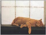 Cat Nap