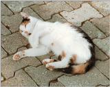 Any cat lovers out there? Kruezen Animal Park, a must see :-)