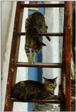 Cats in the Sun 3