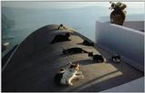 Cats in the Sun 5