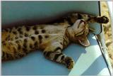 Cats in the Sun 7