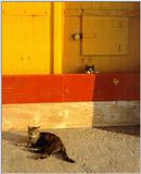 Cats in the Sun 9