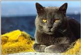 Cats in the Sun 10