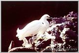 Cattle Egret