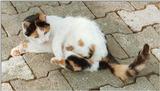 Kruezen Animal Park again - same cat, different shot