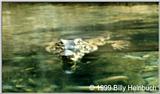 Slender-snouted croc#2   C.cataphractus