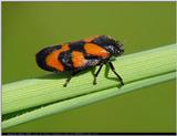 Again more bugpics VI